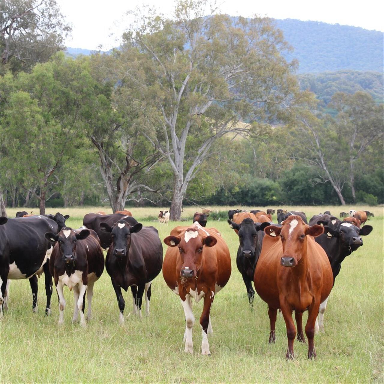 Each different breeds of dairy cows have its own traits