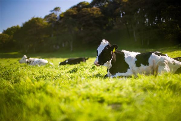 Why choose Jersey cows for breeding?